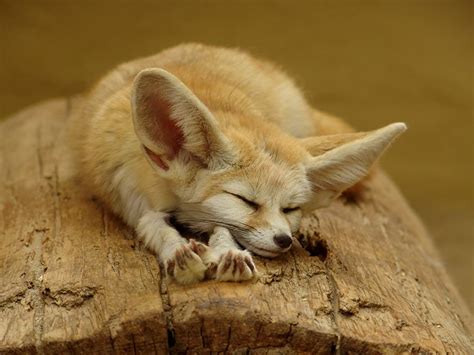 7 Of The Most Beautiful Fox Species In The World Fox Species Fox