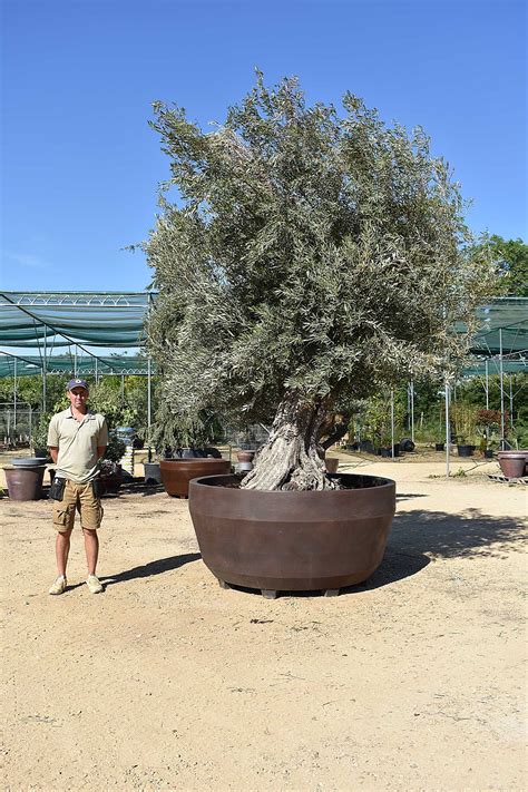 Uks Largest Potted Olive Tree Olive Grove Oundle