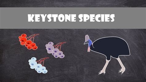 Keystone Species Ecology Youtube