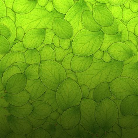Pure Green Leaf Texture Pattern Background Ipad Wallpapers Free Download