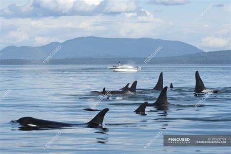 Southern Resident Orcas Approaching Tourist Boat By Pender Island In