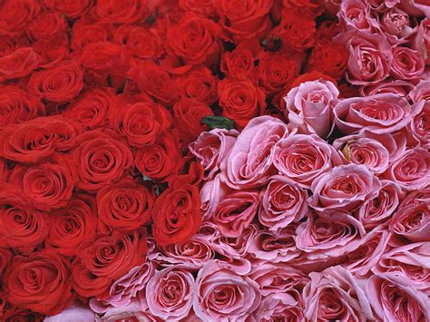 Télécharger Fonds Décran Roses Rouges And Roses Gratuitement