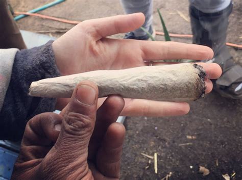 How to Roll a Joint Like a Pro - The Ultimate Beginners Guide! - Weed ...