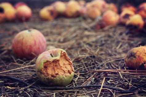 Rotten Apples Free Stock Photo Public Domain Pictures