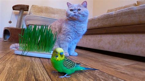 Волнистый попугай и кот кушают травку витамины😊 Youtube