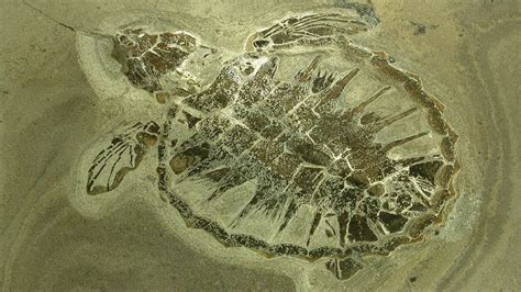 Reproduction Of Sea Turtles Million Years Old Reveals An Old Sun