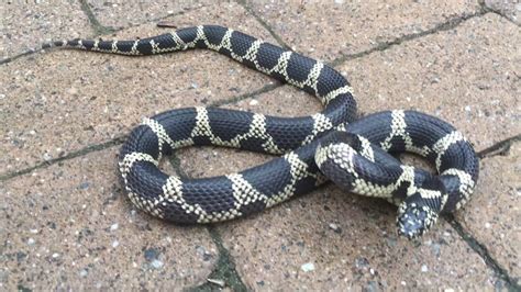Common Kingsnake Facts And Pictures