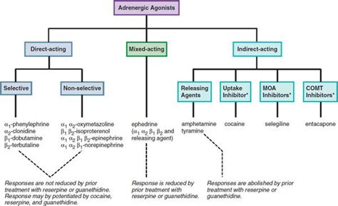 Adrenergic Agonists And Antagonists Neuropharmacology Goodman And