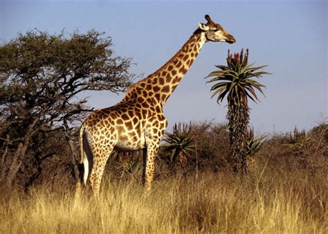 Genes Tell How The Giraffe Got Its Long Neck Ary News