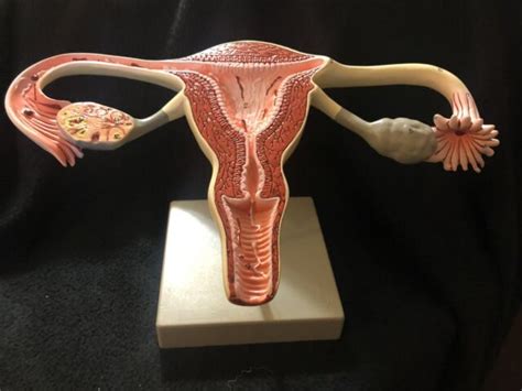 Eisco AM AS Uterus Ovaries Cross Section Female Reproductive