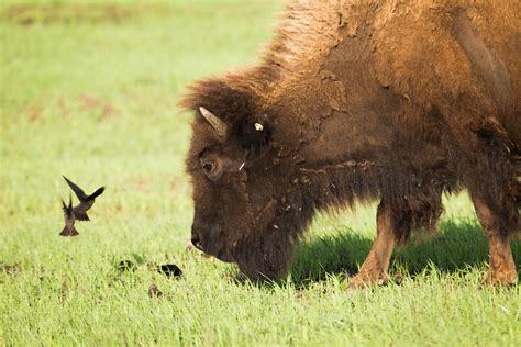 American Bison Or Buffalo Facts And Where To See Them