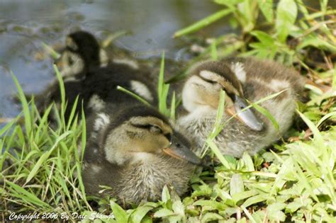 Baby Ducks Sleeping A Photo On Flickriver