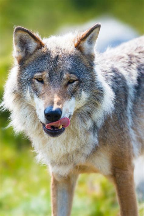 What Do Wolves Eat And How Does That Compare To Dogs Diets