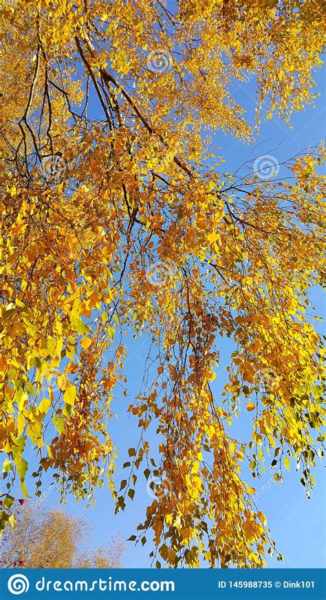 Branches Of Autumn Birch Tree With Bright Yellow Foliage Stock Image