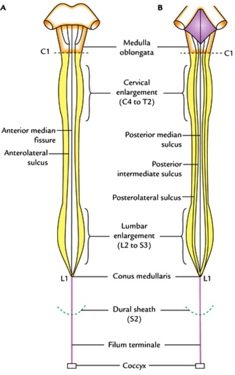 Internal Anatomy Of Spinal Cord