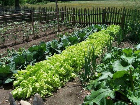 Совместные посадки овощей на грядке: примеры и схемы