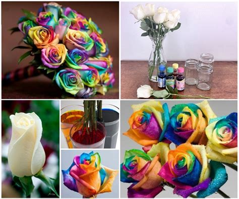 Wonderful Diy Beautiful Rainbow Roses