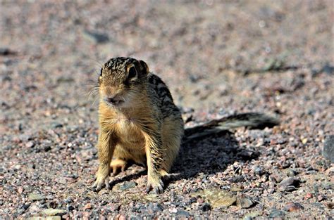 Squirrel Thirteen Lined Ground Squirrel Minnesota Sherb Flickr