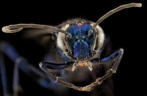 Female Blue Mud Dauber Wasp Photograph By Us Geological Survey Pixels