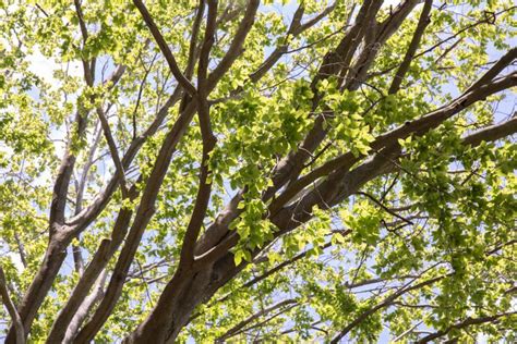 6 Common Varieties Of Beech Trees