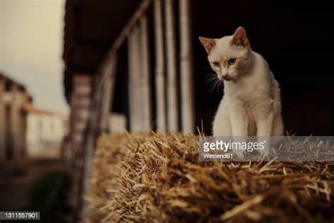 Farm Cat Photos And Premium High Res Pictures Getty Images
