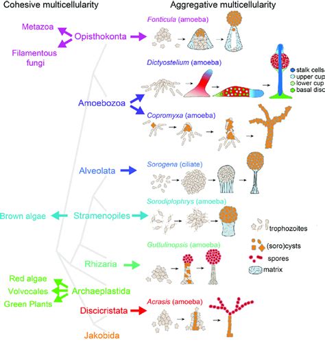 Evolution Of Multicellularity In Eukaryotes Multicellular Organisms