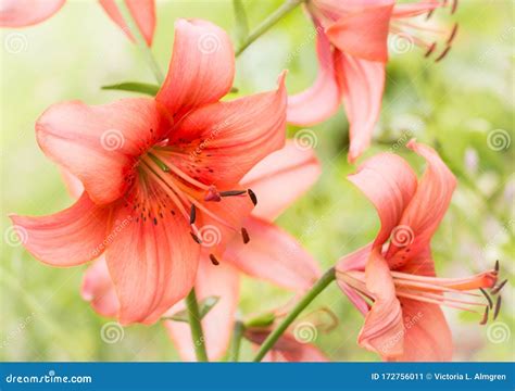 Fabulous Salmon Color Lilies In Garden Stock Image Image Of Beatiful
