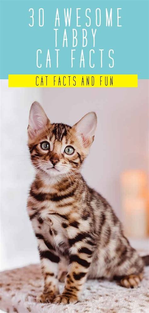 Tabby Cat Facts 30 Fun And Fascinating Facts For Tabby Kitten Owners
