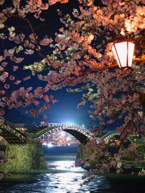 Cherry Blossom In Kintai Bridge Iwakuni Japan
