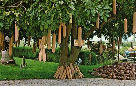 Florida Memory Sausage Tree In Frog City Florida