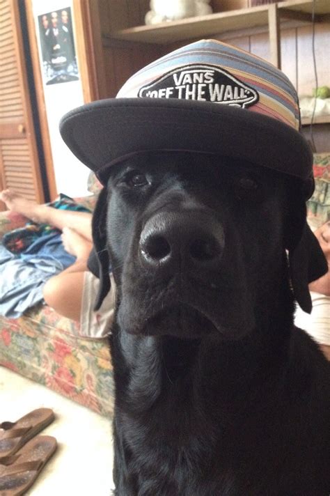 I Put My Hat On My Friends Dog And He Instantly Turned