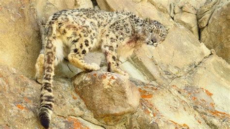 Snow Leopard Tracking Escorted Tour 13 Days Steppes Travel