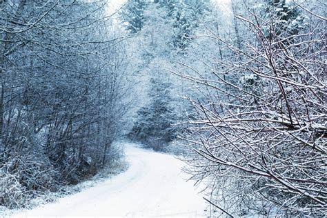A Snow Covered Road Lined With Frosty Trees Chilliwack British