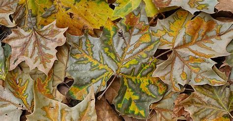 Fall Leaves Wallpaper 3440x1440 Album On Imgur
