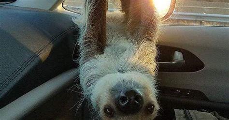 Hello Sloth Imgur