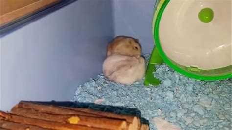 Dwarf Hamster Play Fighting Youtube