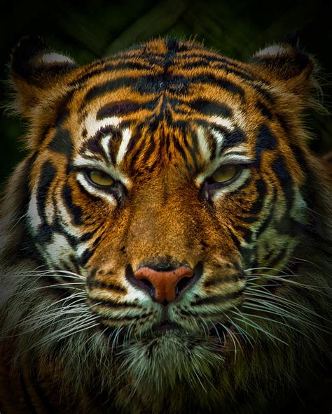 Tiger Eyes Photograph By Elaine Snyder