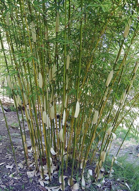 A wide variety of bamboo plants for sale options are available to you, such as climate, variety, and use. Fargesia robusta 'Pingwu' for sale | Plants, Bamboo, Yard