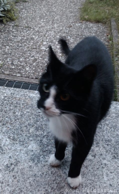 40 genial katze im garten begraben. © Mein Waldgarten: Eine Katze im Haus