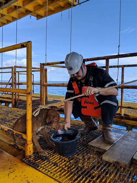 Oil Rig Workers Rescued Exhausted Dog Found Swimming 135 Miles From