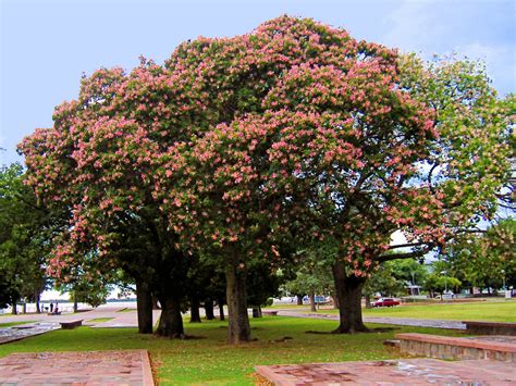 Ceiba Speciosa Silk Floss Tree World Of Succulents