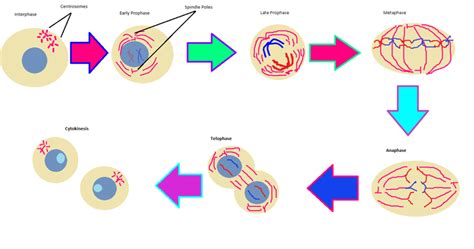 Chapter 5 Cell Growth And Division Diagram Quizlet