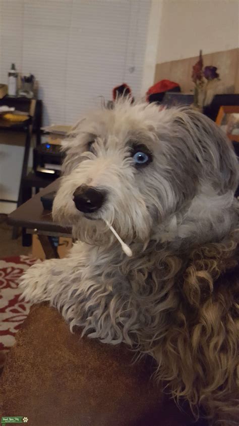 This is a list of dog breeds, including extant breeds and extinct breeds, varieties and types. Stud Dog - Male Doxiepoo (white with blue eyes) amazing ...