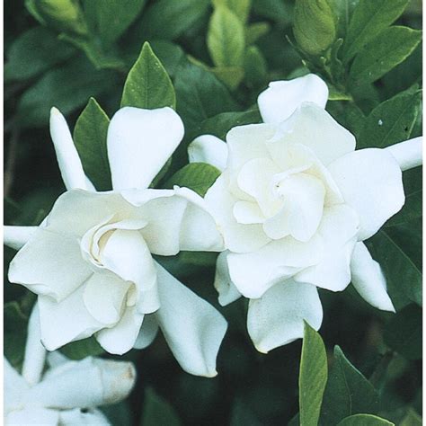 White Frost Proof Gardenia Flowering Shrub In Pot With Soil Lw00231