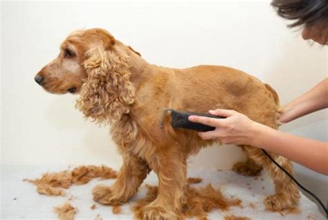 las mejores peluquerias caninas  domicilio de madrid