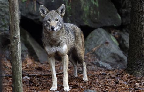 Decision Imminent On Fate Of Worlds Only Wild Red Wolves Chicago Tribune