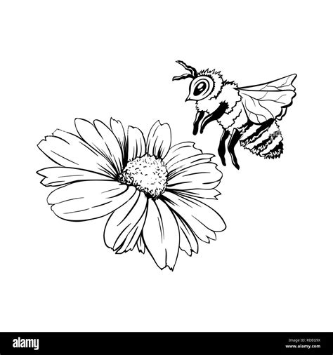 honey bee and flower drawing bmp live