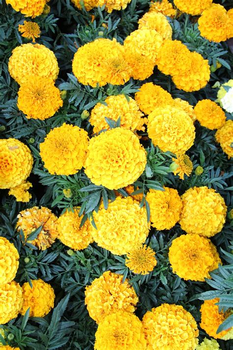 Marigold Plant Flowers Free Photo On Pixabay Pixabay