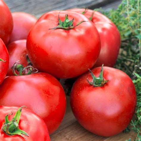 • here is the skinny on this well known tomato variety. Better Boy Hybrid Tomato: Tomato Seeds from Gurneys