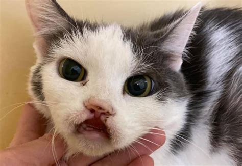 Cat Missing Her Top Lip After Chewing A Wire Is Looking For A Home